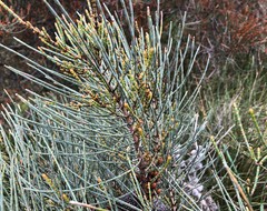 Allocasuarina mackliniana