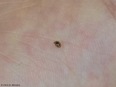 Scymnobius galapagoensis