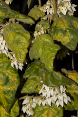 Lasiopetalum schulzenii