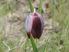 Calochortus purpureus