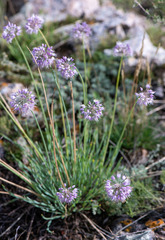 Allium senescens glaucum