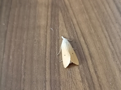 Scirpophaga incertulas