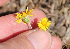 Pentachaeta aurea aurea