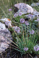 Allium senescens glaucum