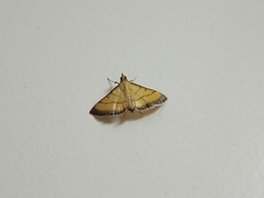 Cnaphalocrocis rutilalis