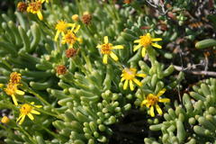 Senecio sarcoides