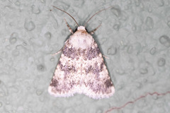 Lacinipolia palilis