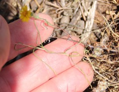 Pentachaeta aurea aurea