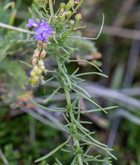 Veronica pinnata
