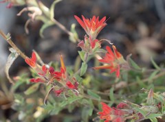 Castilleja montigena