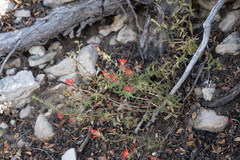 Castilleja montigena