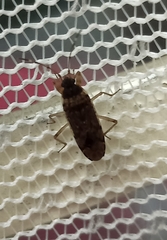 Elasmolomus squalidus