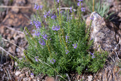 Veronica pinnata