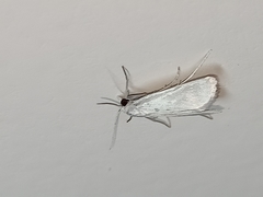 Scirpophaga nivella