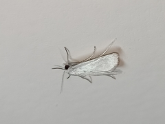 Scirpophaga nivella