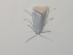Scirpophaga nivella