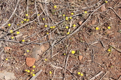 Pentachaeta aurea aurea