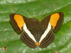 Adelpha cytherea cytherea
