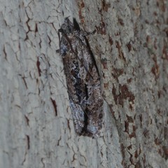 Thrincophora