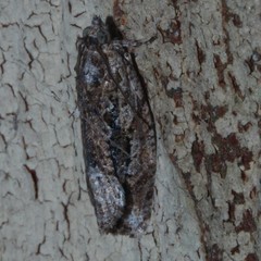 Thrincophora