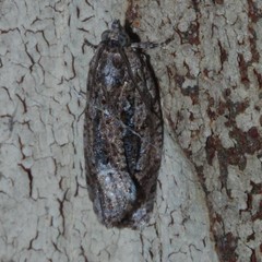Thrincophora