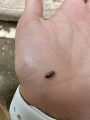 Arcitalitrus sylvaticus