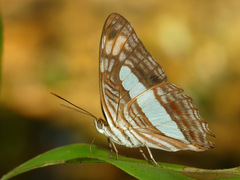 Adelpha iphiclus iphiclus