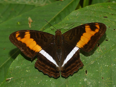 Adelpha sichaeus