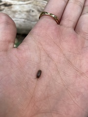 Arcitalitrus sylvaticus