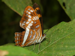Adelpha sichaeus