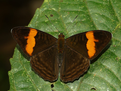 Adelpha zina irma