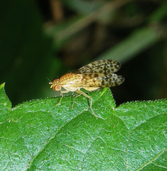 Eusapromyza poeciloptera