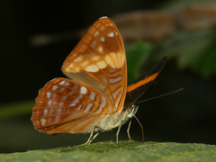 Adelpha zina irma