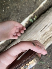 Arcitalitrus sylvaticus