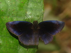 Anastrus neaeris