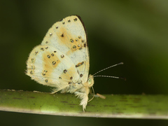 Anteros chrysoprasta