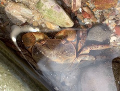Cyclograpsus