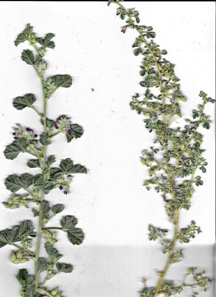 Cullen biflorum