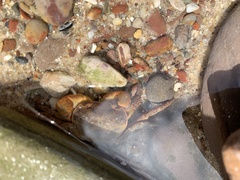 Cyclograpsus