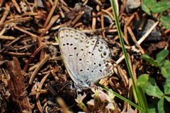 Plebejus idas scudderii