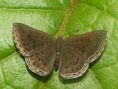 Chalodeta lypera
