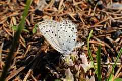 Plebejus idas scudderii