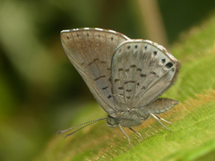 Chalodeta lypera