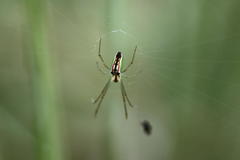 Leucauge levanderi