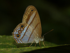Amiga arnaca