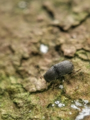 Choraginae