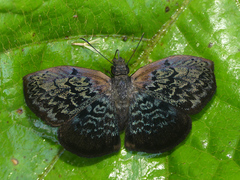 Cycloglypha enega