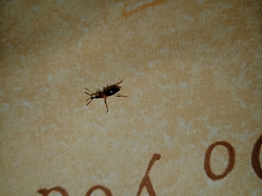 Cylas formicarius