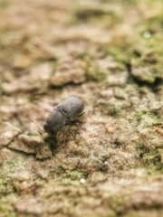Choraginae
