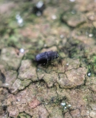 Choraginae